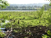 7.27.06 Oaks Bottom 016 